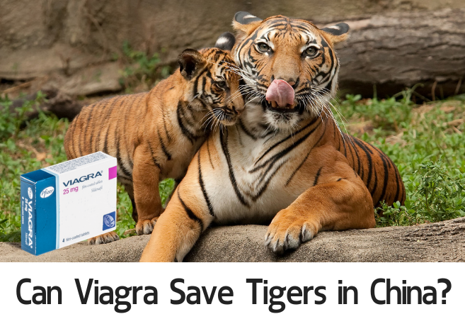 Can Viagra Save Tigers in China_